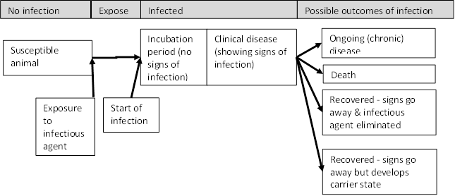 Progression of infectious disease.svg