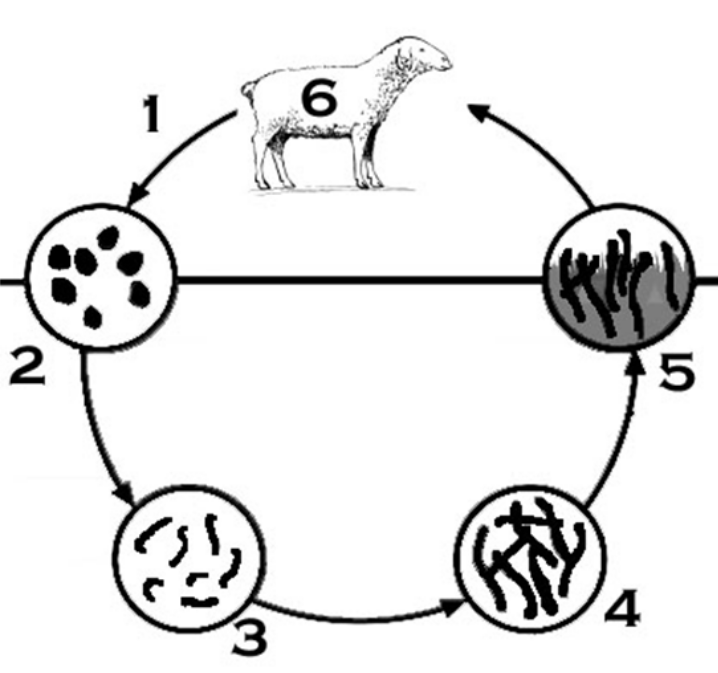 Life cycle trichostrongylus spp.svg