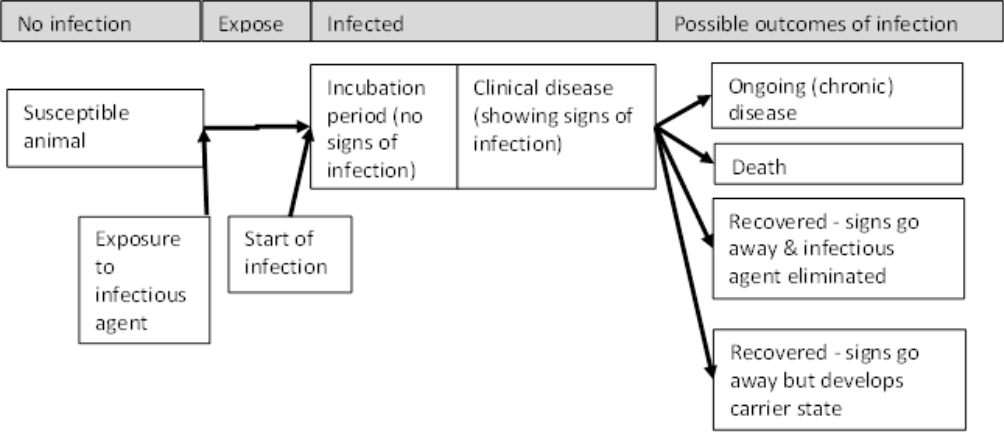 Progression of an infectious disease