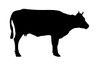 Cow 1.jpg