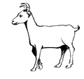 Goat line drawing.png
